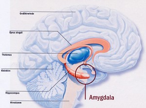 amygdala